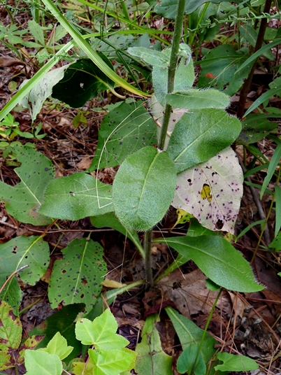 {Hieracium gronovii}